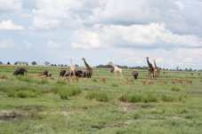botswana-chobe-game-viewing-720[1].jpg